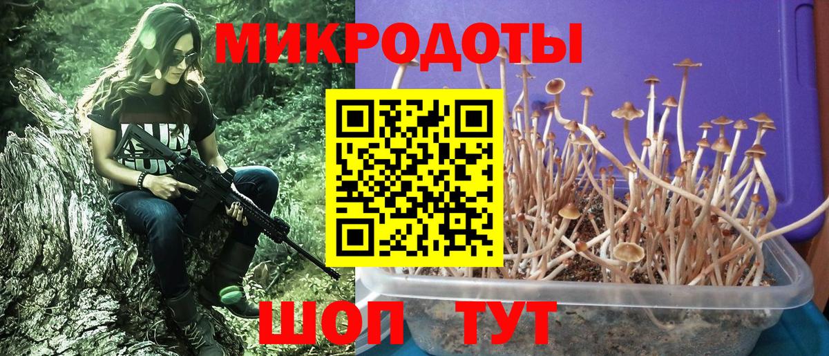 Псилоцибиновые грибы Cubensis Россия